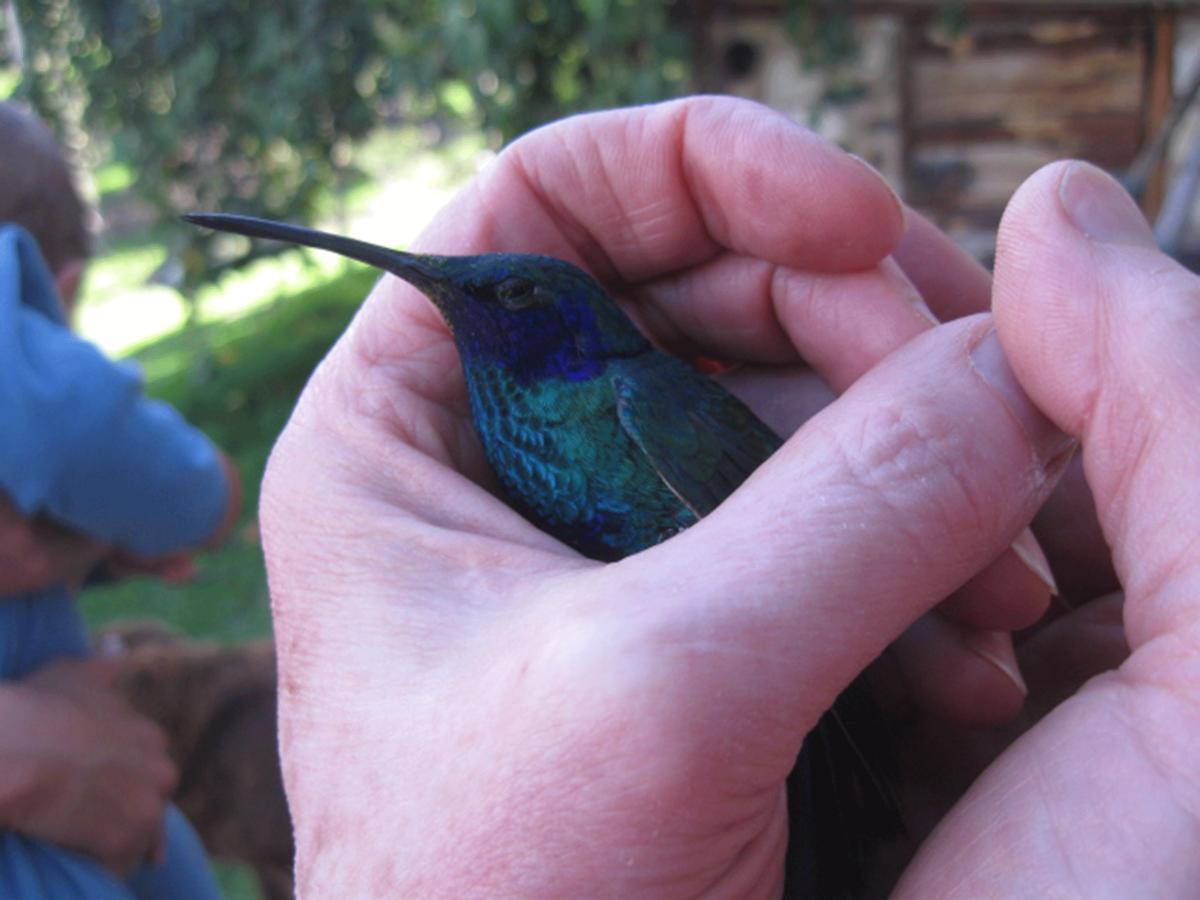 Jardin Colibri Rnt 33633 Lodge Guatavita